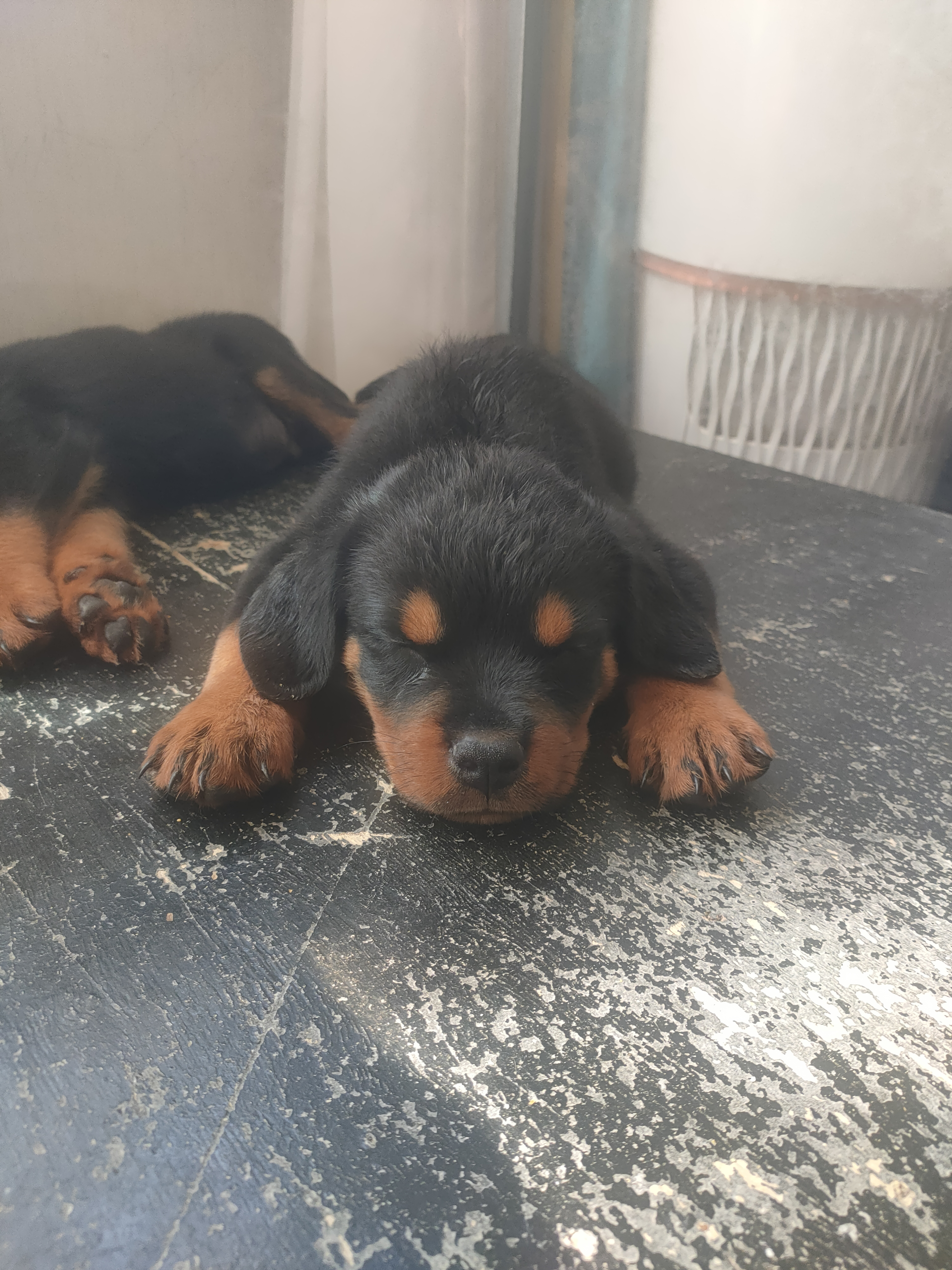 罗威纳幼犬